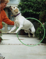 Daisy doing an impressive jump through a hula hoop