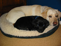 baby Paco with Daisy, before he became a registered Delta Society animal-assisted therapy dog