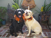 Paco and Daisy love to entertain