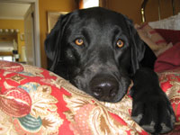 Paco, a registered Delta Society animal-assisted therapy dog